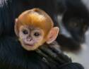 Naissance dans un zoo de Sydney d'un singe appartenant à une espèce rare