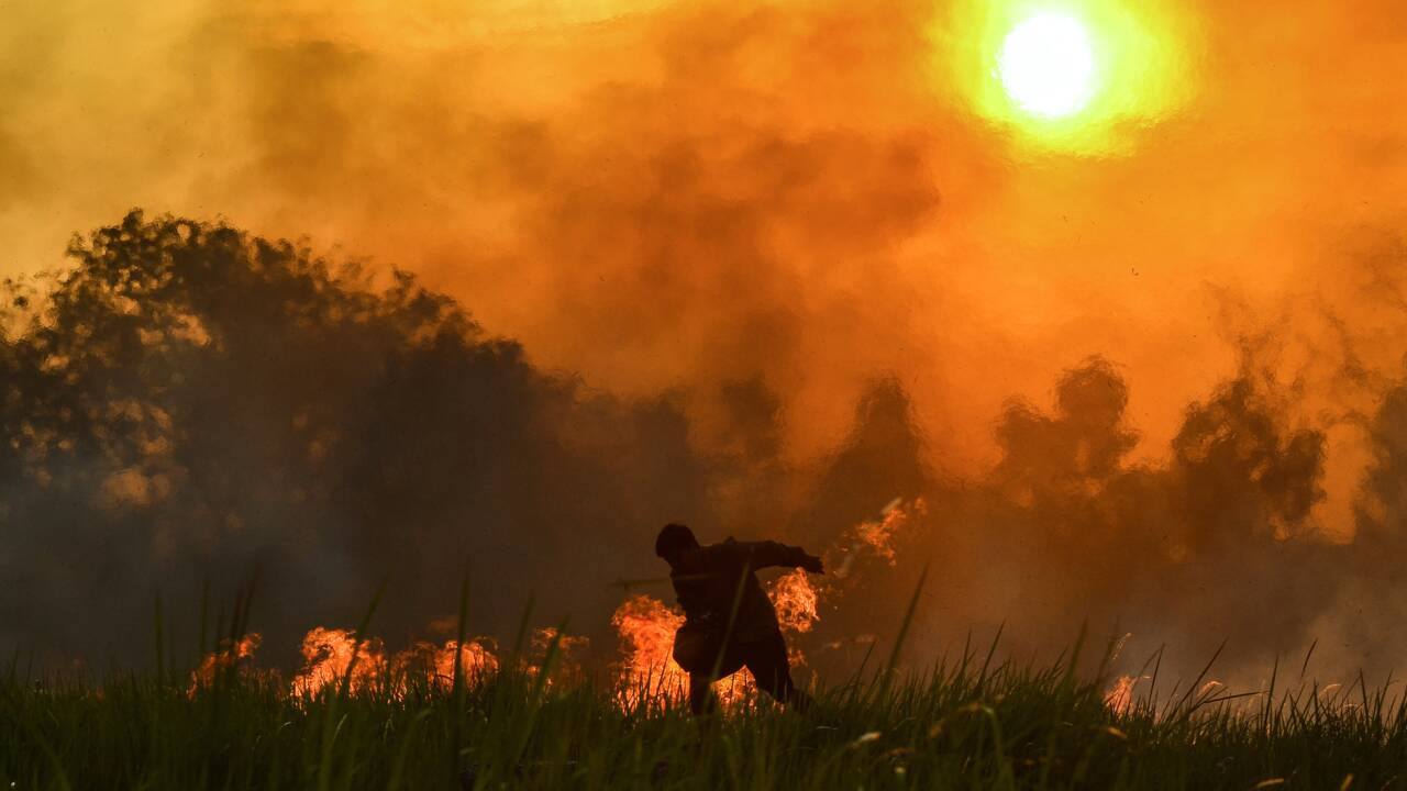 Incendies en Indonésie: l'huile de palme sur le gril