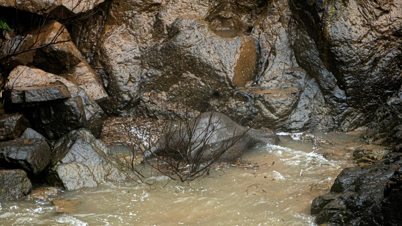 Thaïlande: 11 cadavres d' éléphants retrouvés après une chute au fond d'une cascade