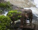 Thaïlande: six éléphants périssent en chutant dans une cascade