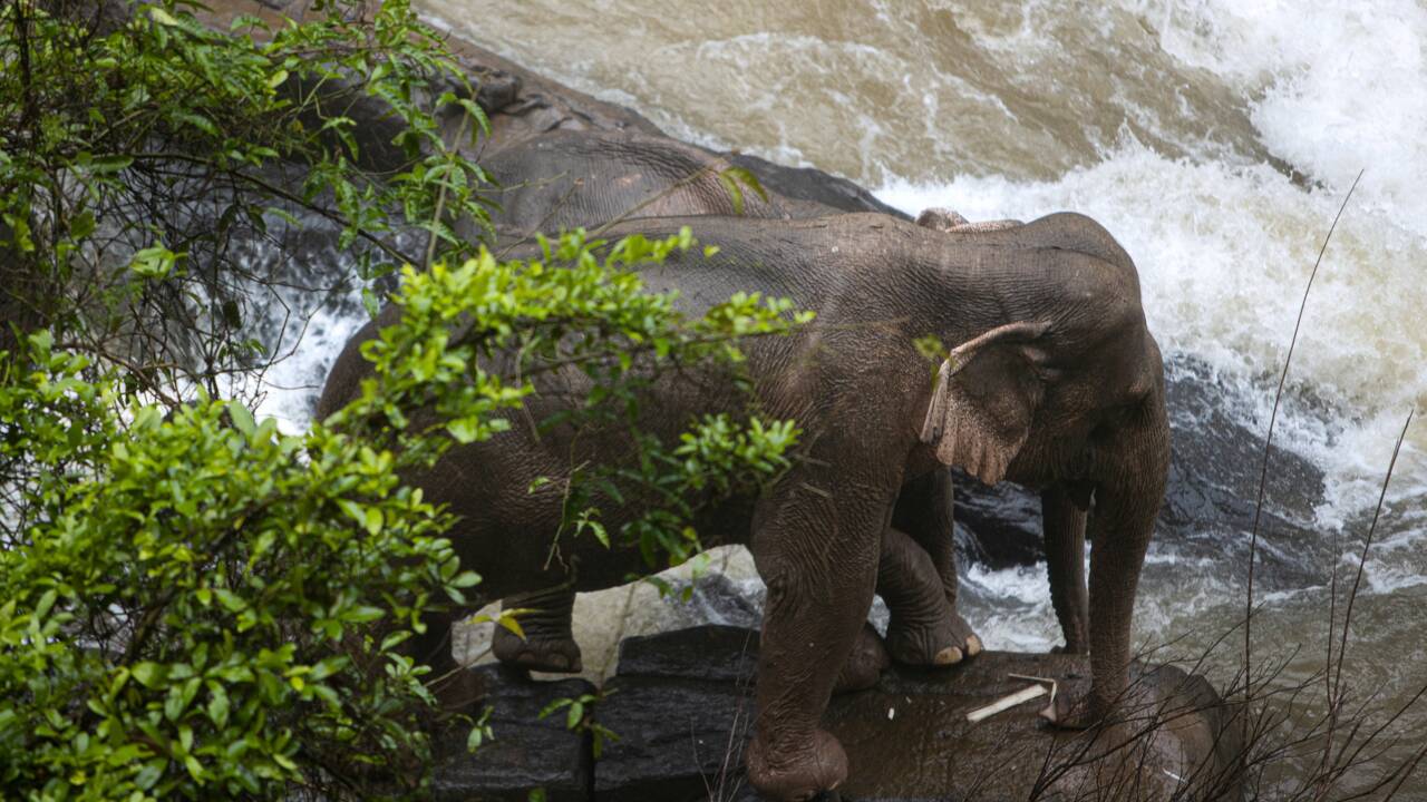Thaïlande: six éléphants périssent en chutant dans une cascade