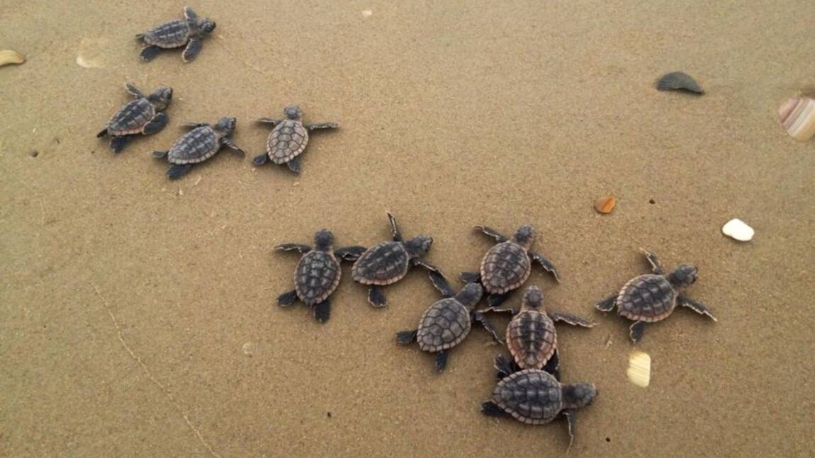 En Floride, une petite tortue tuée par 104 morceaux de plastique retrouvés dans son estomac
