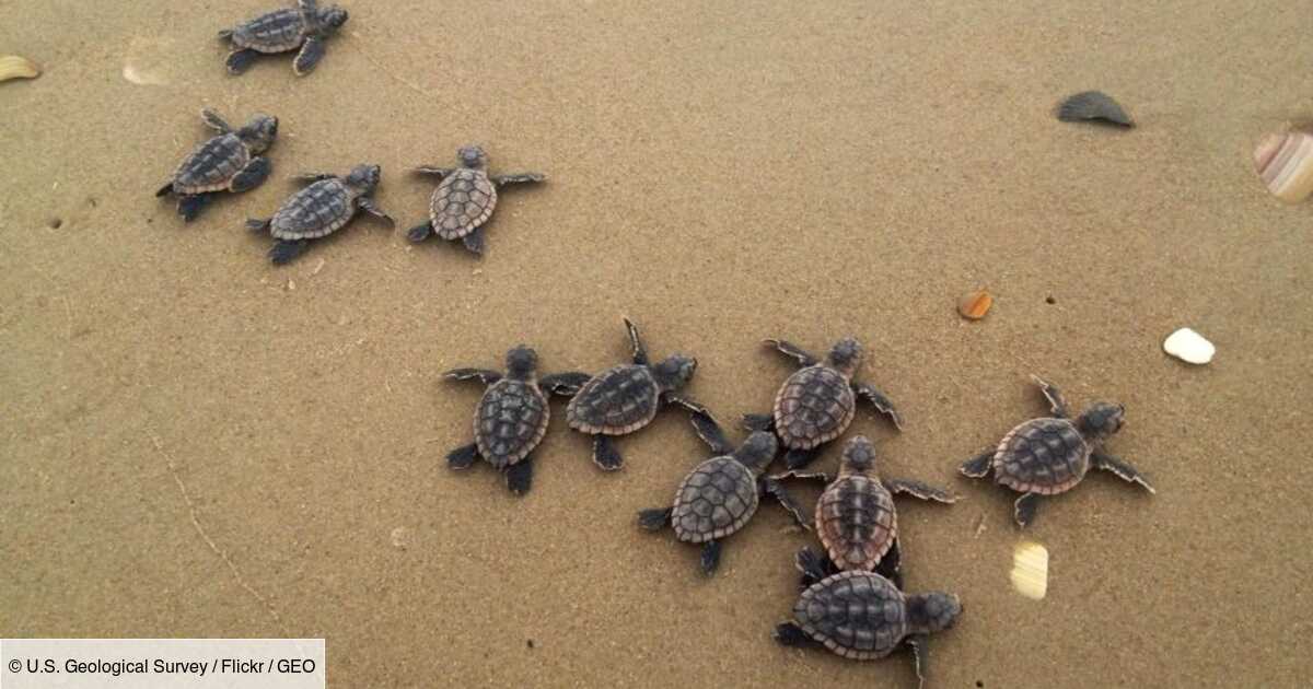 En Floride Une Petite Tortue Tuee Par 104 Morceaux De Plastique Retrouves Dans Son Estomac Geo Fr