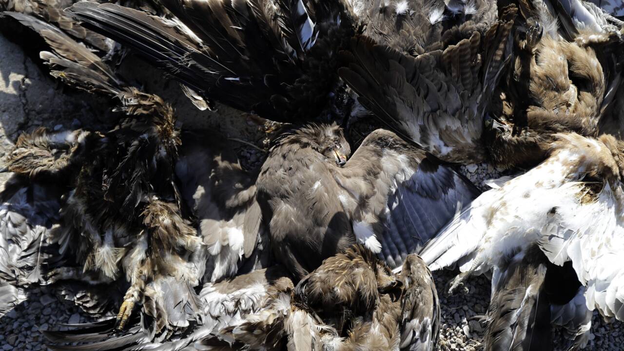 Liban: des ONG réclament une protection pour des oiseaux migrateurs menacés