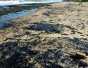Pollution de plages au Brésil: un désastre "d'une ampleur inédite"