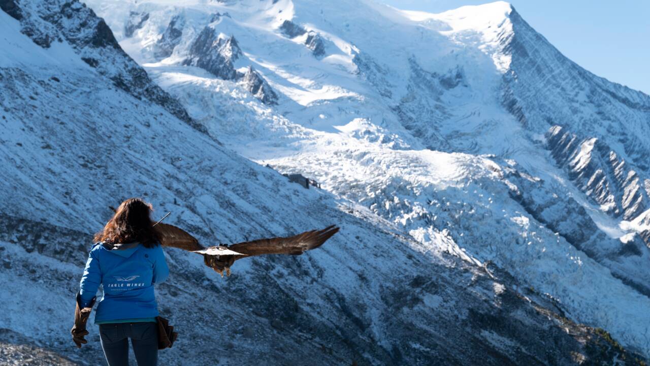 Victor, l'aigle caméraman qui survole les glaciers des Alpes pour alerter sur leur disparition