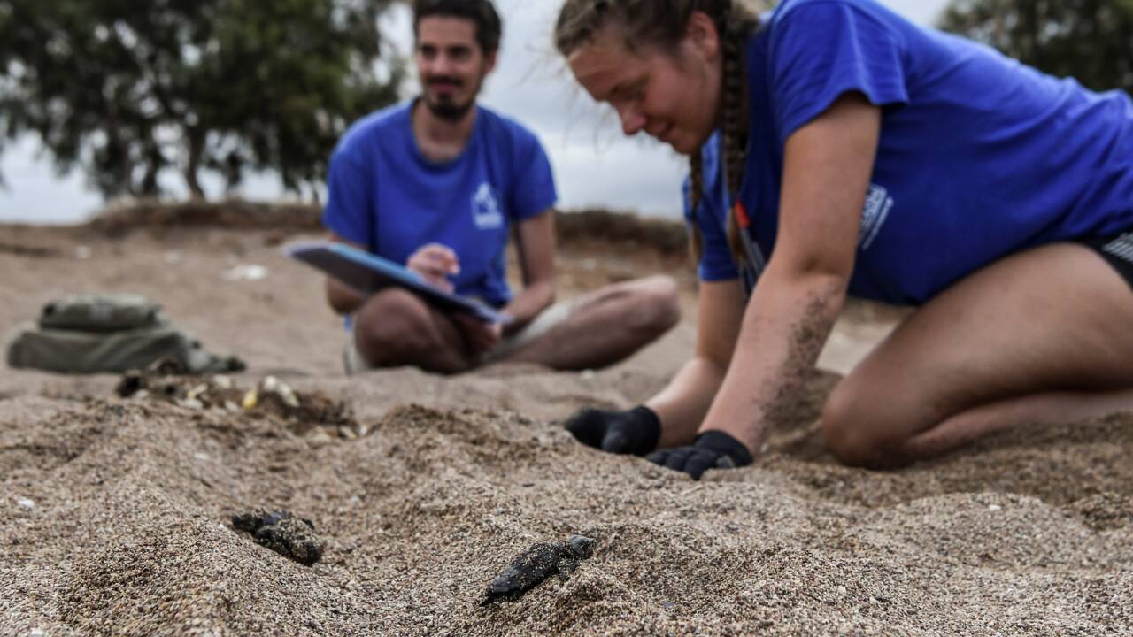 Le voyage périlleux des tortues de mer nées sur les côtes grecques