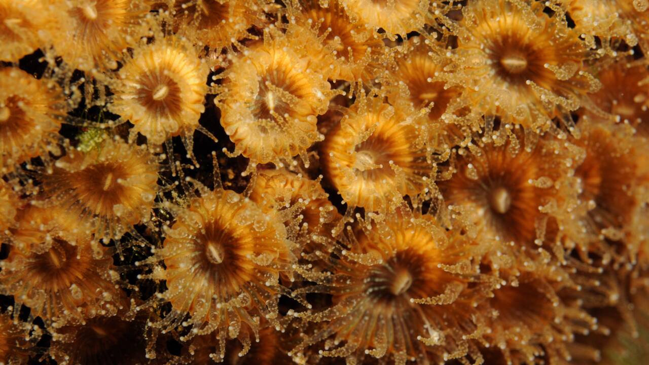 Des coraux décimés par une vague de chaleur renaissent en Méditerranée
