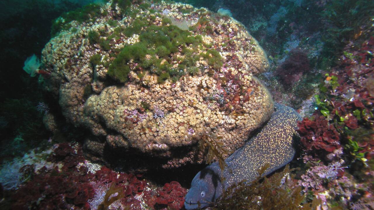 Des coraux décimés par une vague de chaleur renaissent en Méditerranée