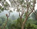 Ces deux Français partent à la conquête des plus hauts arbres du monde