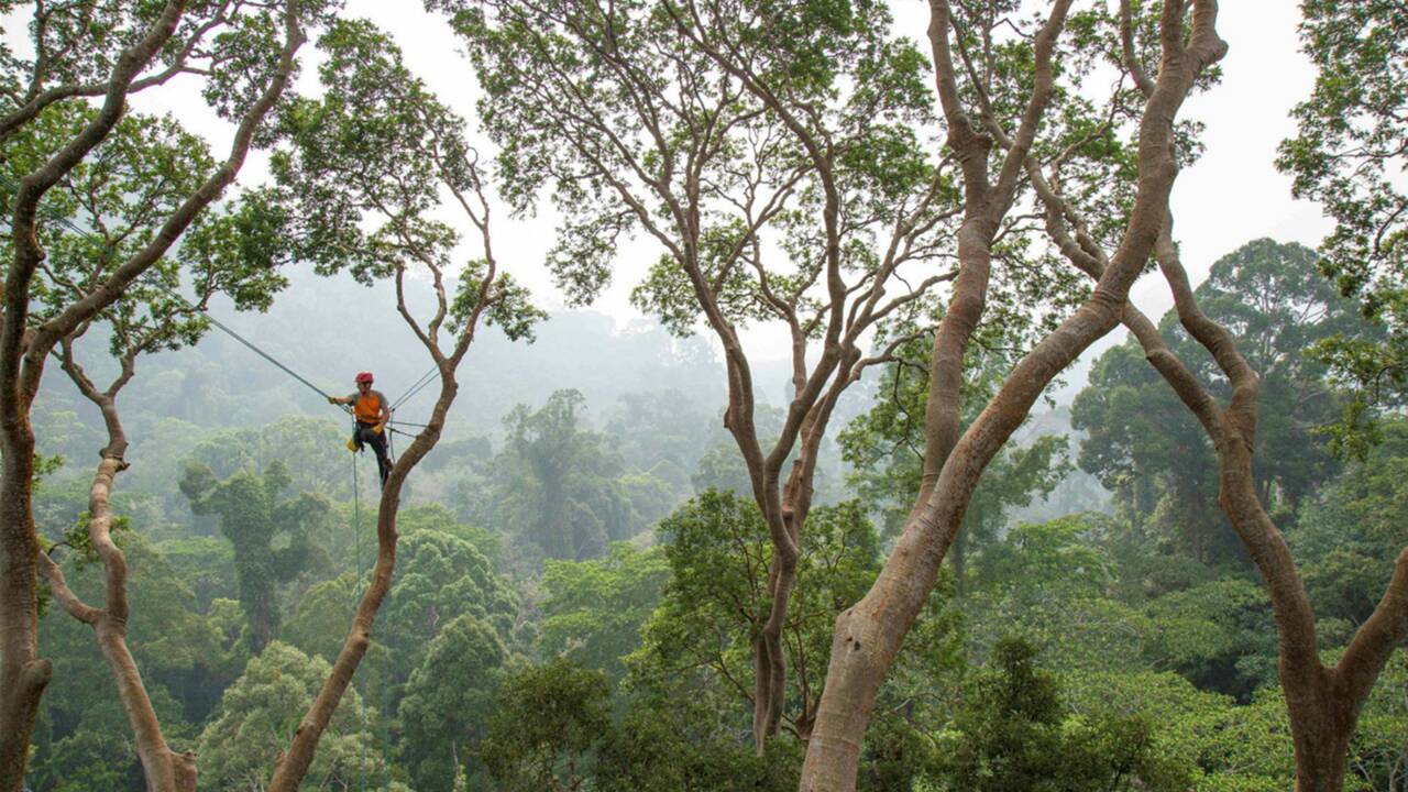 Ces deux Français partent à la conquête des plus hauts arbres du monde
