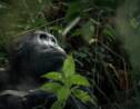 Coronavirus: dans les zoos, gare aux gorilles !