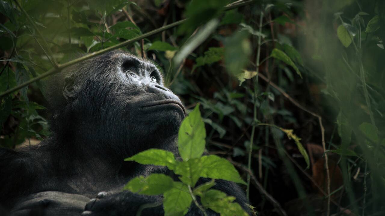 Des gorilles dans les griffes d'un conflit entre Pygmées et Rangers