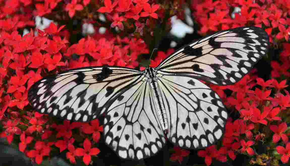 Les 5 choses à savoir sur le papillon