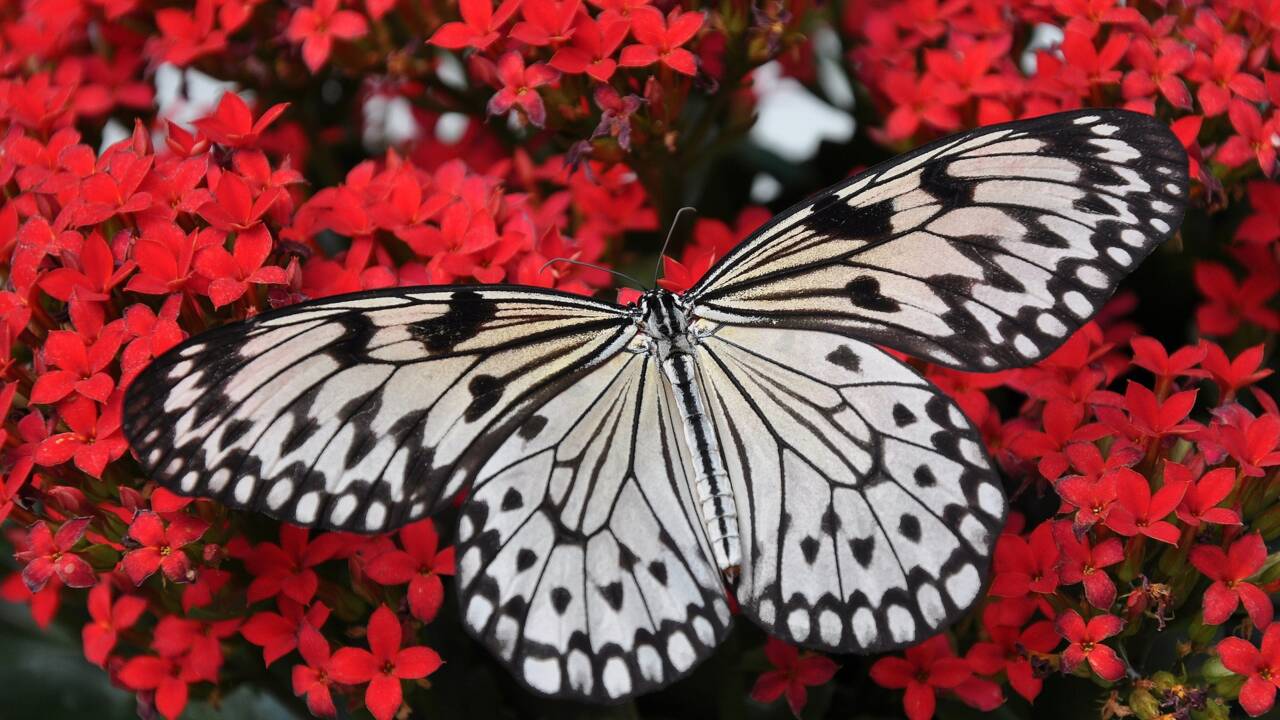 Les 5 choses à savoir sur le papillon