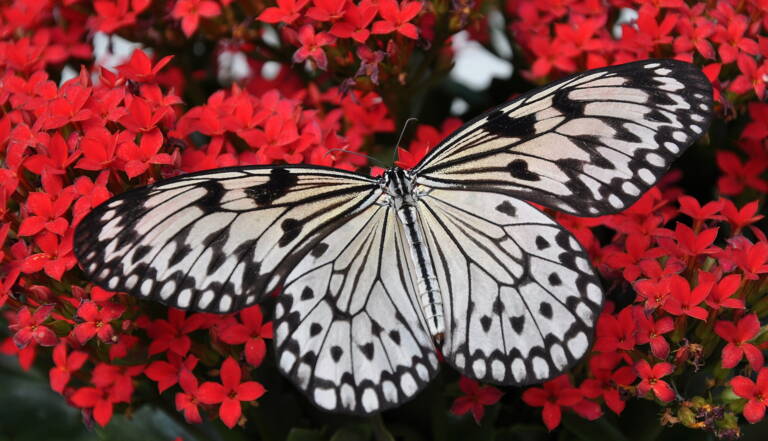 Les 5 Choses A Savoir Sur Le Papillon Geo Fr