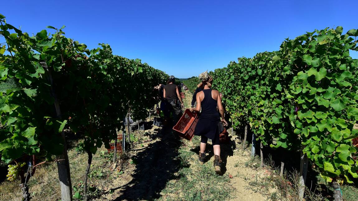 Des vignerons bordelais demandent un délai pour sortir du glyphosate