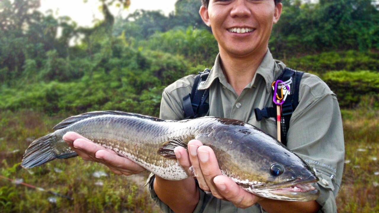 Un dangereux poisson qui respire à l'air libre découvert dans l'Etat de Géorgie