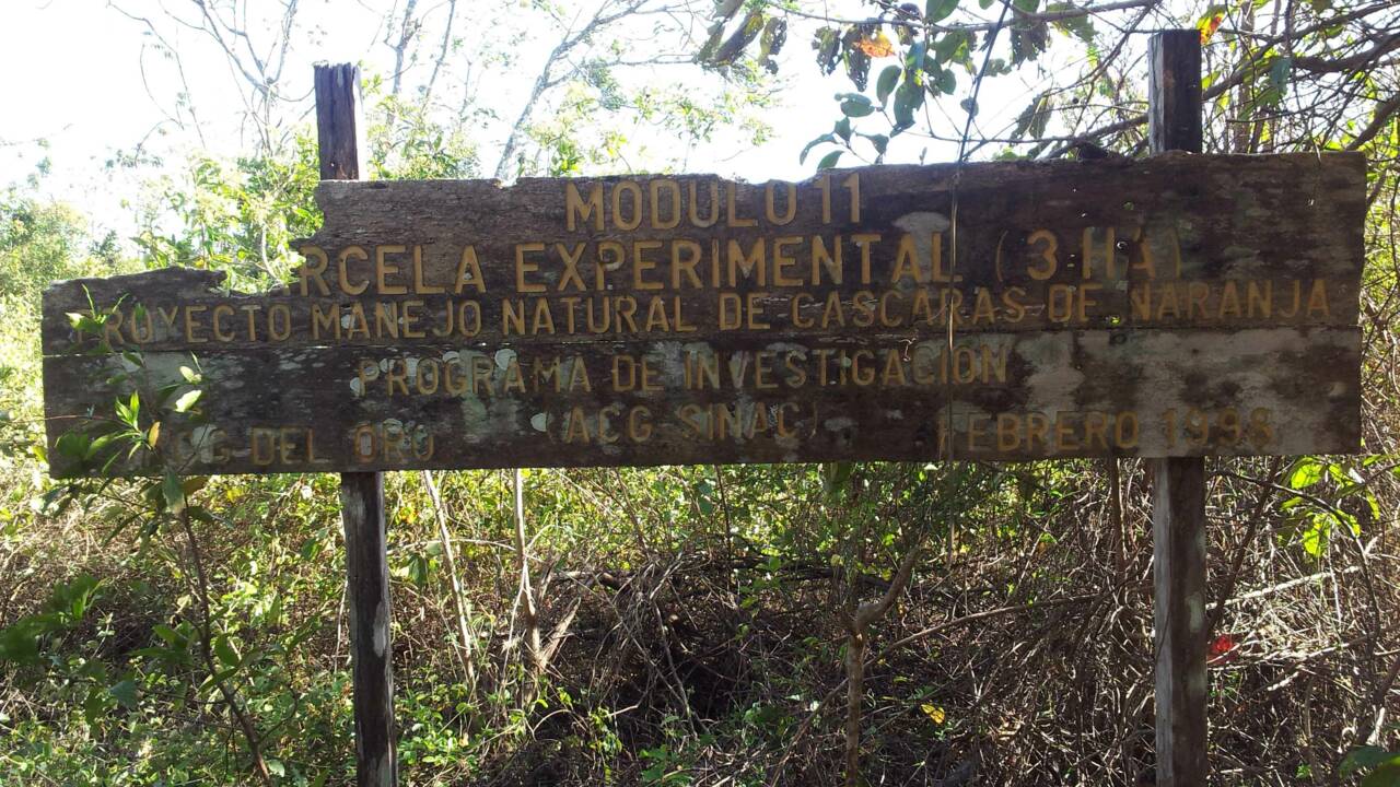 12 000 tonnes d’écorces d’oranges donnent naissance à une forêt au Costa Rica