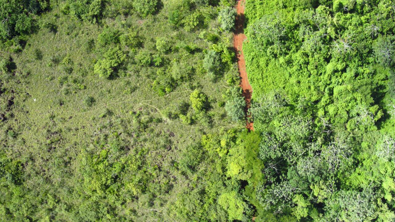 12 000 tonnes d’écorces d’oranges donnent naissance à une forêt au Costa Rica