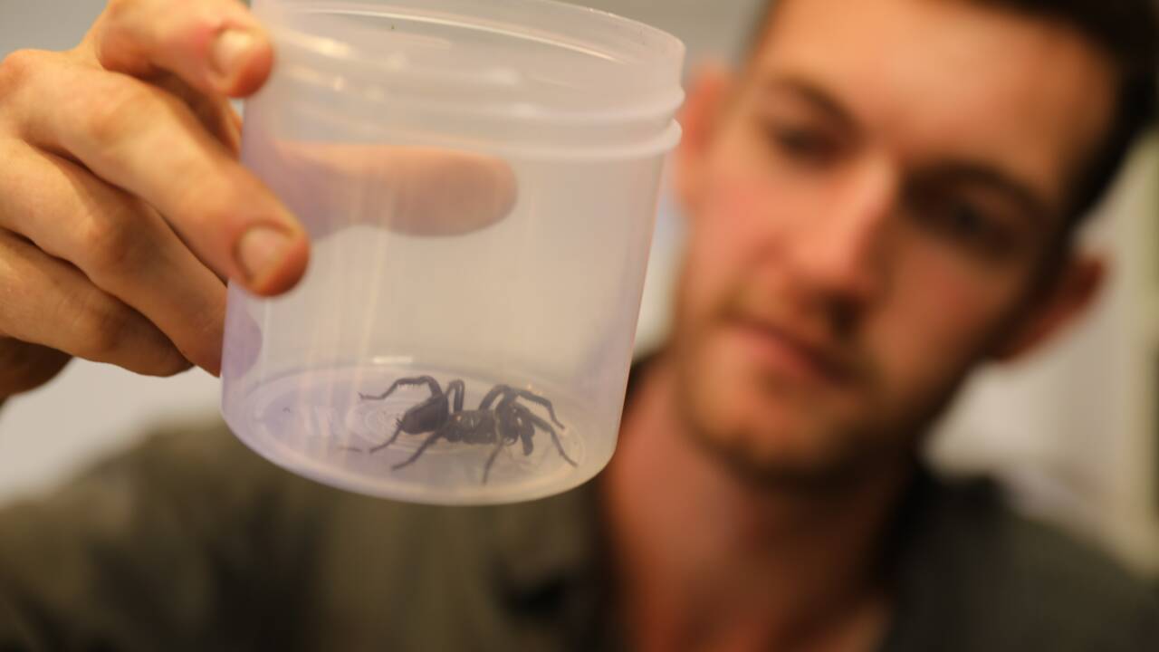 En Australie, un zoo fait éclore des œufs de l’araignée la plus dangereuse du monde