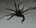 En Australie, un zoo fait éclore des œufs de l’araignée la plus dangereuse du monde