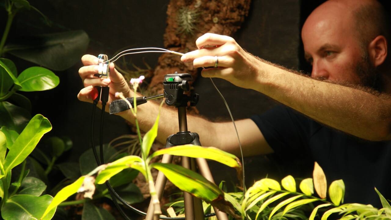 Une fougère est la première plante au monde à se prendre en selfie