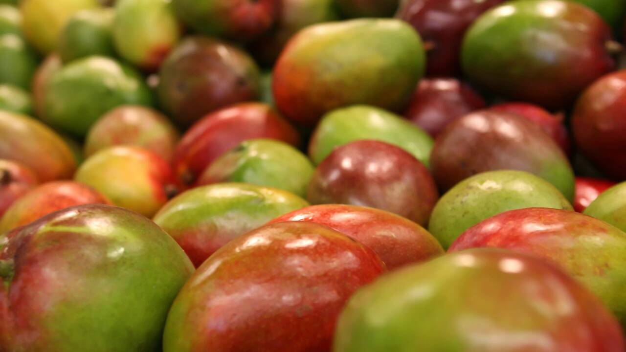 Petite histoire de la mangue, fruit protecteur des Indiens