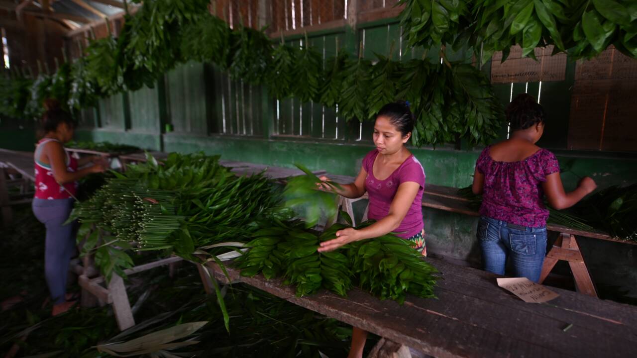 Au Guatemala, premiers succès dans la préservation d'une réserve de biosphère