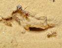 La fourmi la plus rapide du monde observée dans le Sahara