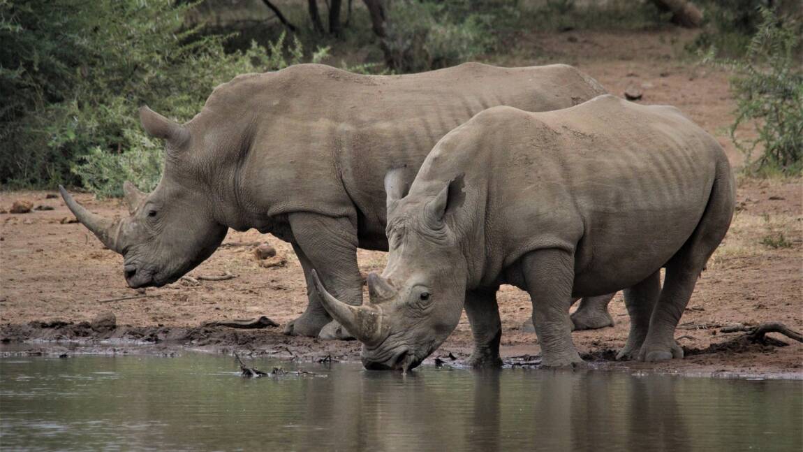 L'extinction des rhinocéros dans le monde, une fatalité ?