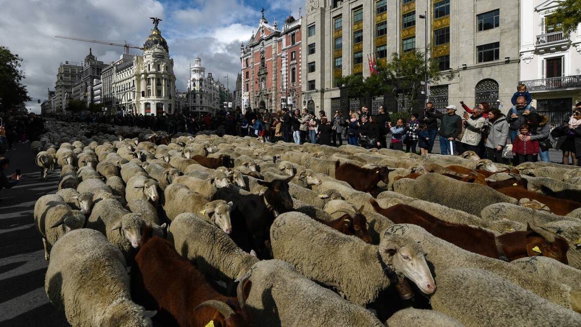 Espagne: 2.000 brebis défilent à Madrid pour la transhumance