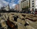 Espagne: 2.000 brebis défilent à Madrid pour la transhumance