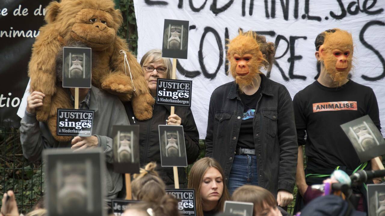 Strasbourg: manifestation pour la fermeture d'un centre de primatologie