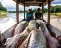 Le pirarucu, poisson géant d'Amazonie prisé par les gastronomes