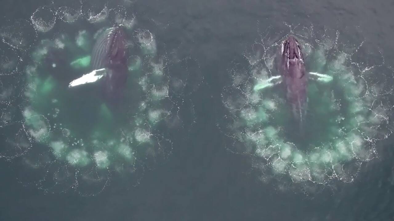 Comment les baleines à bosse fabriquent des "pièges" à bulles pour capturer leurs proies
