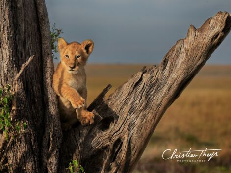 Les plus belles photos de safari de la Communauté GEO
