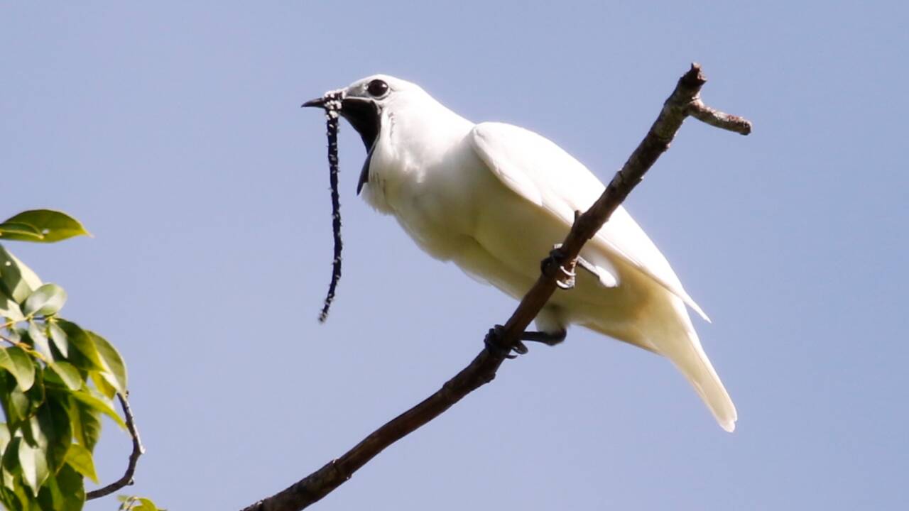 L'araponga blanc, l'oiseau qui crie le plus fort au monde
