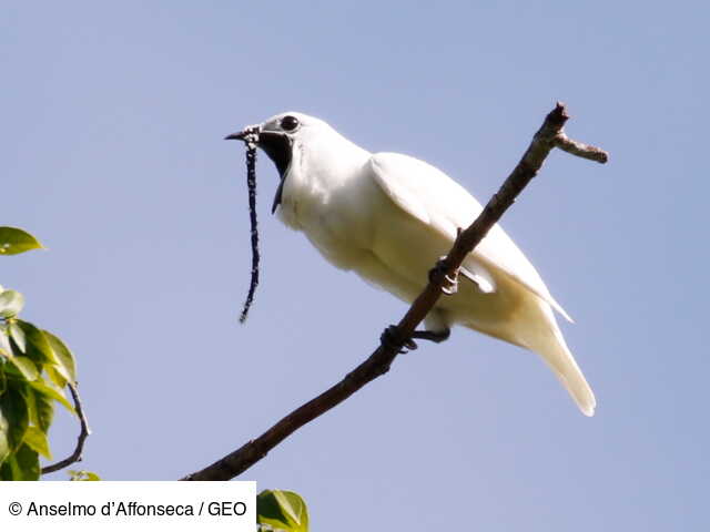 Laraponga Blanc Loiseau Qui Crie Le Plus Fort Au Monde