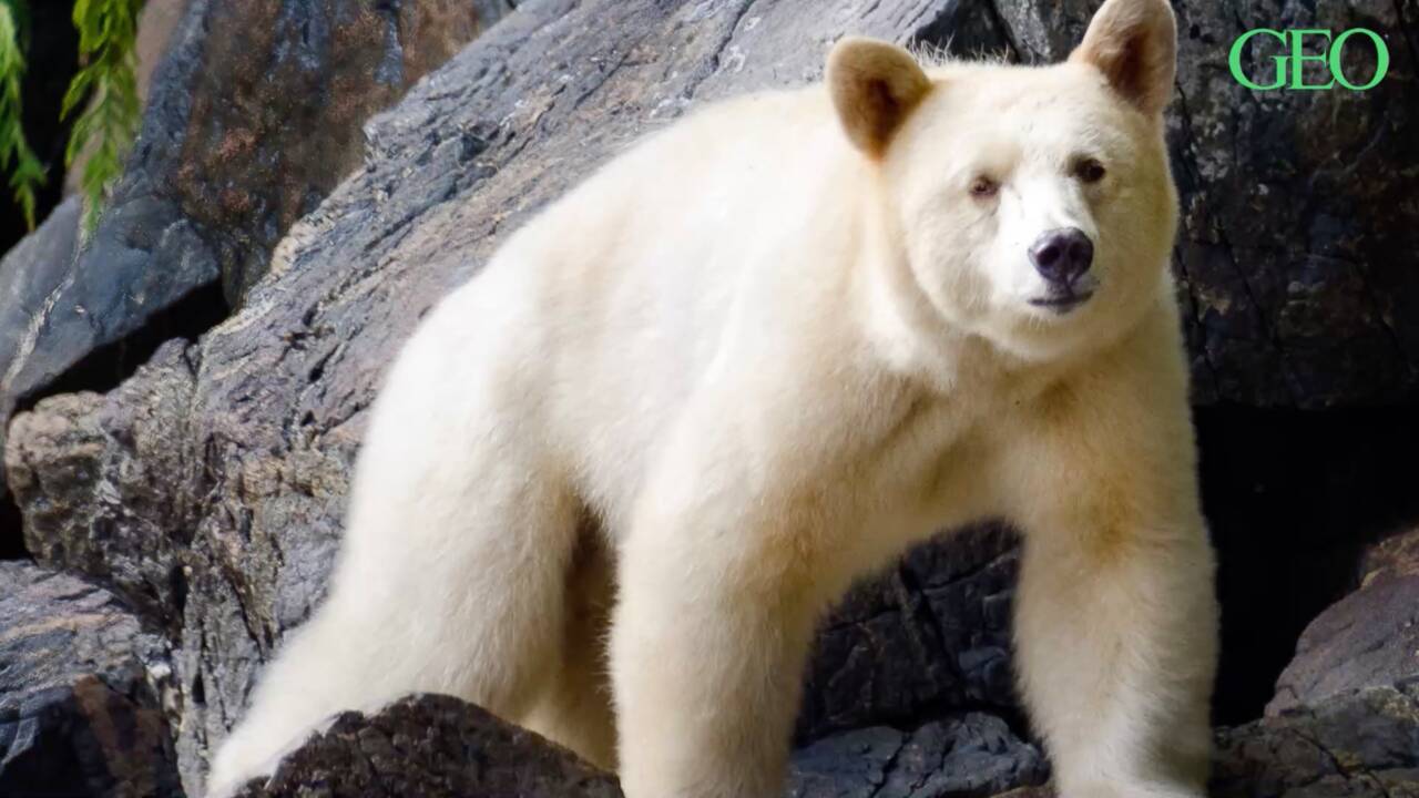 Au Canada, un rare ours « esprit » aperçu sur le rivage d’une île