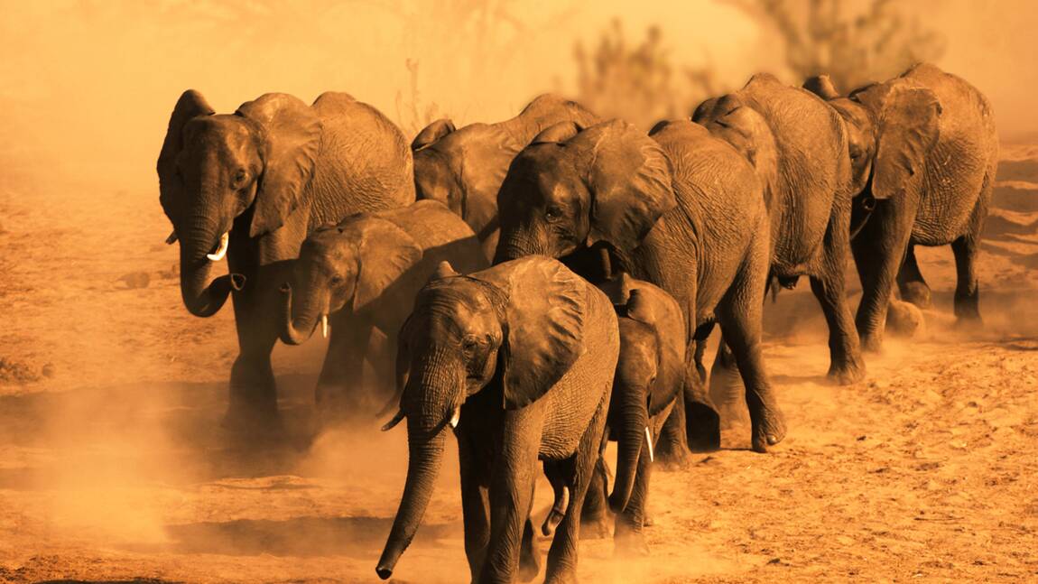 Au Botswana, une centaine d'éléphants sont morts à cause de la sécheresse