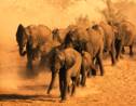 Au Botswana, une centaine d'éléphants sont morts à cause de la sécheresse