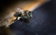 The disappearance of bees: neonicotinoid pesticides in 10 questions to Stéphane Foucart