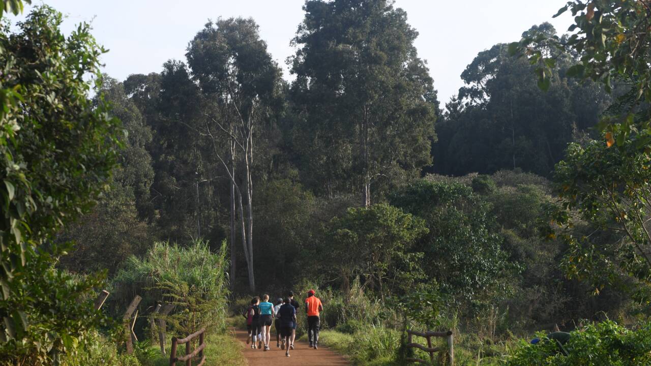 Au Kenya, une forêt renaît au coeur de la capitale Nairobi
