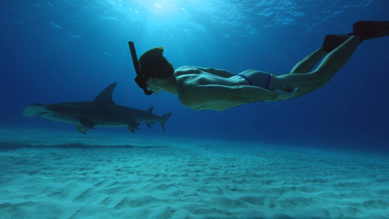 Rob Stewart, l'amoureux des requins qui a consacré sa vie à les protéger