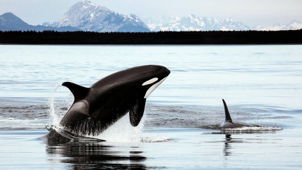 L'orque, une prédatrice dangereuse ?