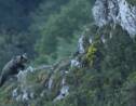 "Ours, simplement sauvage", une plongée magnifique au coeur de la faune des monts Cantabriques