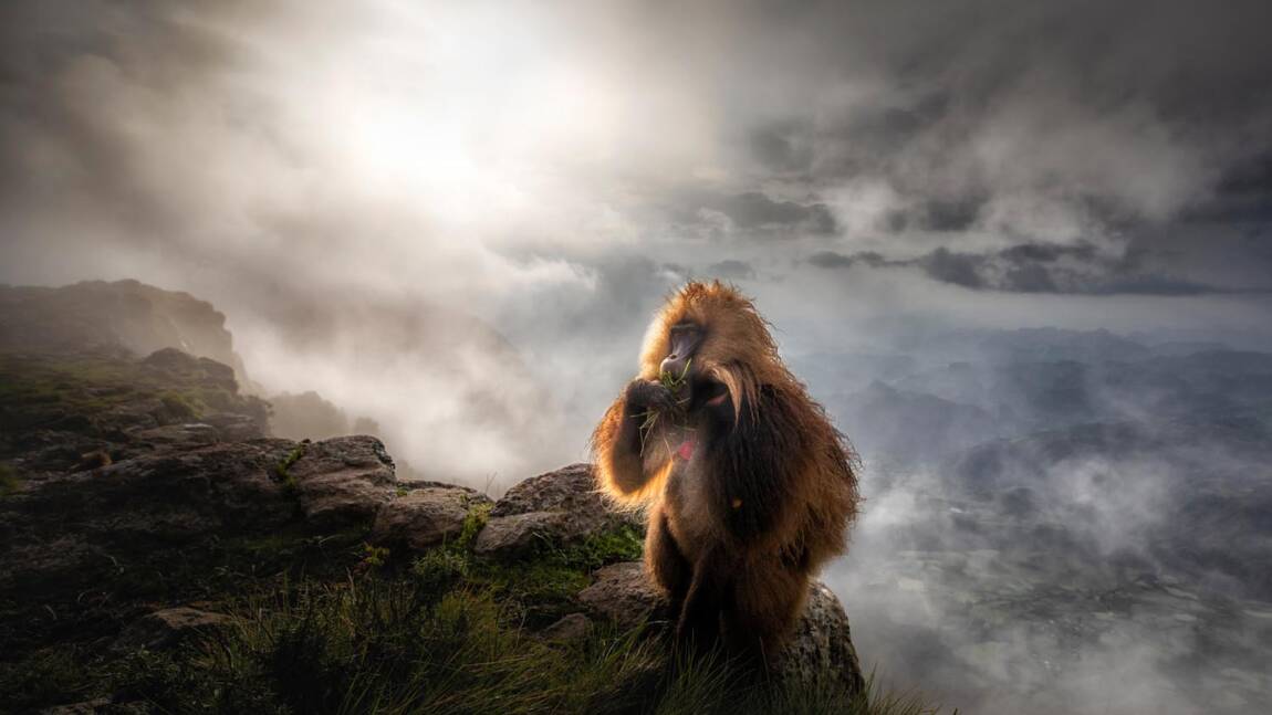 Ces étonnantes photos de vie sauvage récompensées en 2019 au European wildlife photographer of the year