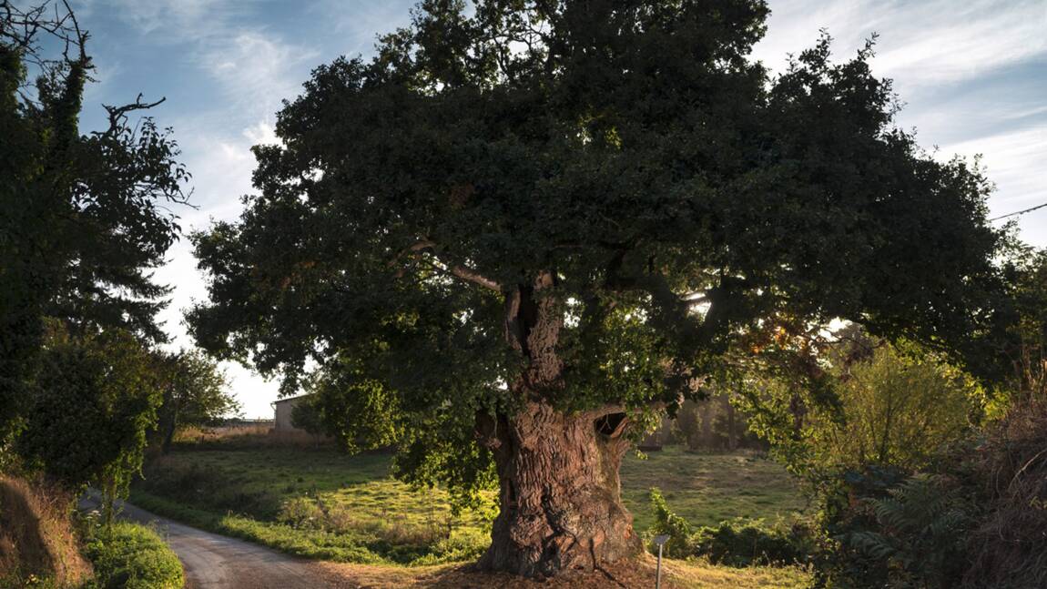 Arbre de l'année 2019 : votez pour les plus beaux arbres du patrimoine français