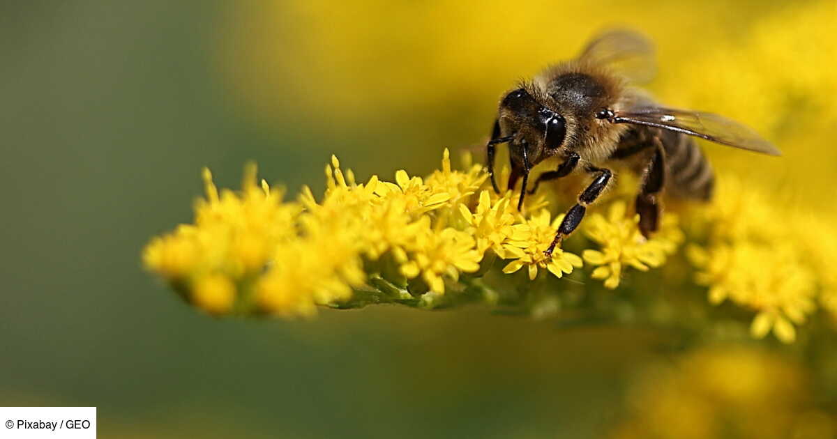 En Ville La Surpopulation D Abeilles Menace Les Abeilles Geo Fr